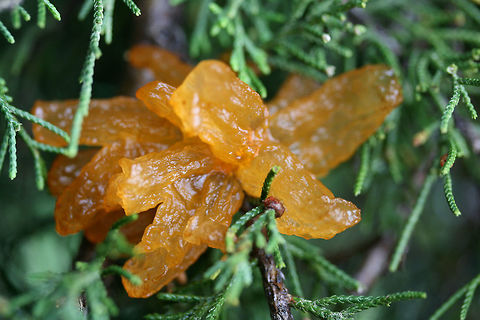 Juniper-Apple Rust (Gymnosporangium juniperi-virginianae) Several growths on a cedar tree in a front yard in NW Georgia (Gordon County), US.
https://www.jungledragon.com/image/71153/juniper-apple_rust_gymnosporangium_juniperi-virginianae.html Cedar-apple Rust,Geotagged,Gymnosporangium juniperi-virginianae,Spring,United States