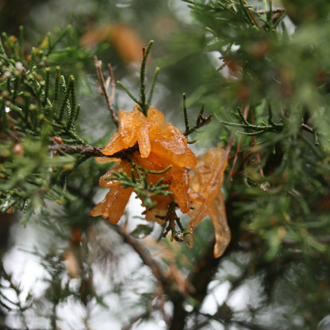 Juniper-Apple Rust (Gymnosporangium juniperi-virginianae) Several growths on a cedar tree in a front yard in NW Georgia (Gordon County), US.<br />
<figure class="photo"><a href="https://www.jungledragon.com/image/71152/juniper-apple_rust_gymnosporangium_juniperi-virginianae.html" title="Juniper-Apple Rust (Gymnosporangium juniperi-virginianae)"><img src="https://s3.amazonaws.com/media.jungledragon.com/images/3231/71152_thumb.JPG?AWSAccessKeyId=05GMT0V3GWVNE7GGM1R2&Expires=1759968010&Signature=27tDuFc9O0pZQxM4cM2zu2xNQd8%3D" width="200" height="134" alt="Juniper-Apple Rust (Gymnosporangium juniperi-virginianae) Several growths on a cedar tree in a front yard in NW Georgia (Gordon County), US.<br />
https://www.jungledragon.com/image/71153/juniper-apple_rust_gymnosporangium_juniperi-virginianae.html Cedar-apple Rust,Geotagged,Gymnosporangium juniperi-virginianae,Spring,United States" /></a></figure> Cedar-apple Rust,Geotagged,Gymnosporangium juniperi-virginianae,Spring,United States