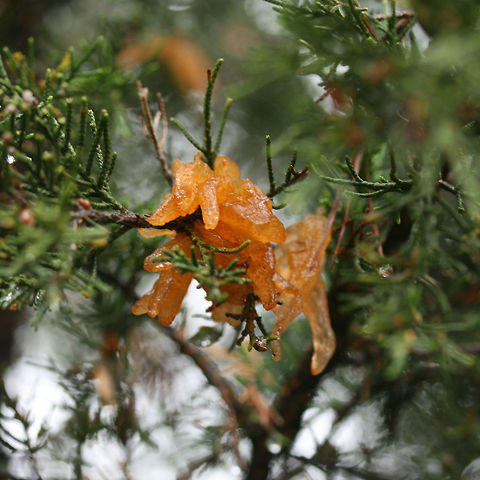 Juniper-Apple Rust (Gymnosporangium juniperi-virginianae) Several growths on a cedar tree in a front yard in NW Georgia (Gordon County), US.
https://www.jungledragon.com/image/71152/juniper-apple_rust_gymnosporangium_juniperi-virginianae.html Cedar-apple Rust,Geotagged,Gymnosporangium juniperi-virginianae,Spring,United States