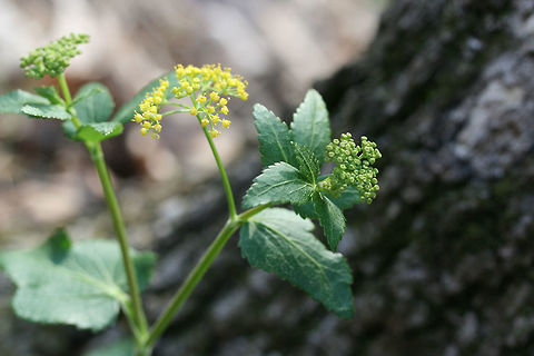 Heart-Leaf Alexander (Zizia aptera) Growing at the edge of a dense mixed forest.

Sorry for the poor photo quality!
https://www.jungledragon.com/image/71158/heart-leaf_alexander_zizia_aptera.html
https://www.jungledragon.com/image/71157/heart-leaf_alexander_zizia_aptera.html Geotagged,Spring,United States,Zizia aptera