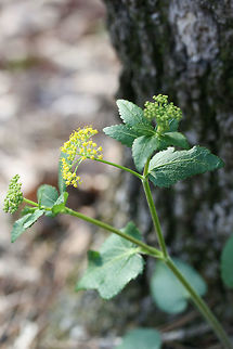 Heart-Leaf Alexander (Zizia aptera) Growing at the edge of a dense mixed forest.

Sorry for the poor photo quality!
https://www.jungledragon.com/image/71158/heart-leaf_alexander_zizia_aptera.html
https://www.jungledragon.com/image/71156/heart-leaf_alexander_zizia_aptera.html Geotagged,Spring,United States,Zizia aptera