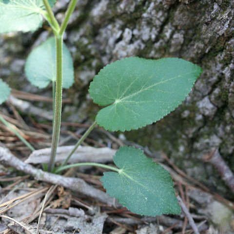 Heart-Leaf Alexander (Zizia aptera) Growing at the edge of a dense mixed forest.

Sorry for the poor photo quality!
https://www.jungledragon.com/image/71156/heart-leaf_alexander_zizia_aptera.html
https://www.jungledragon.com/image/71157/heart-leaf_alexander_zizia_aptera.html Geotagged,Spring,United States,Zizia aptera