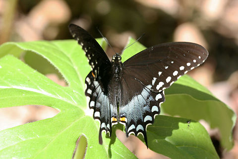 Spicebush Swallowtail (Papilio troilus) Resting on a mayapple plant in a dense mixed hardwood/coniferous forest in NW Georgia (Gordon County), US.
https://www.jungledragon.com/image/60797/spicebush_swallowtail_papilio_troilus.html Geotagged,Papilio troilus,Spicebush Swallowtail,Spring,United States,butterflies,butterfly,green-clouded butterfly,lepidoptera,papilio,papilionidae