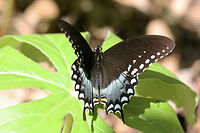 Spicebush Swallowtail (Papilio troilus) Resting on a mayapple plant in a dense mixed hardwood/coniferous forest in NW Georgia (Gordon County), US.<br />
https://www.jungledragon.com/image/60797/spicebush_swallowtail_papilio_troilus.html Geotagged,Papilio troilus,Spicebush Swallowtail,Spring,United States,butterflies,butterfly,green-clouded butterfly,lepidoptera,papilio,papilionidae