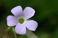 Violet Wood-Sorrel (Oxalis violacea) Growing at the edge of a dense mixed forest.<br />
https://www.jungledragon.com/image/71178/violet_wood-sorrel_oxalis_violacea.html<br />
https://www.jungledragon.com/image/71179/violet_wood-sorrel_oxalis_violacea.html Geotagged,Oxalis violacea,Spring,United States,Violet wood-sorrel,flower,flowers,oxalis,plant,plants,wildflower,wood-sorrel