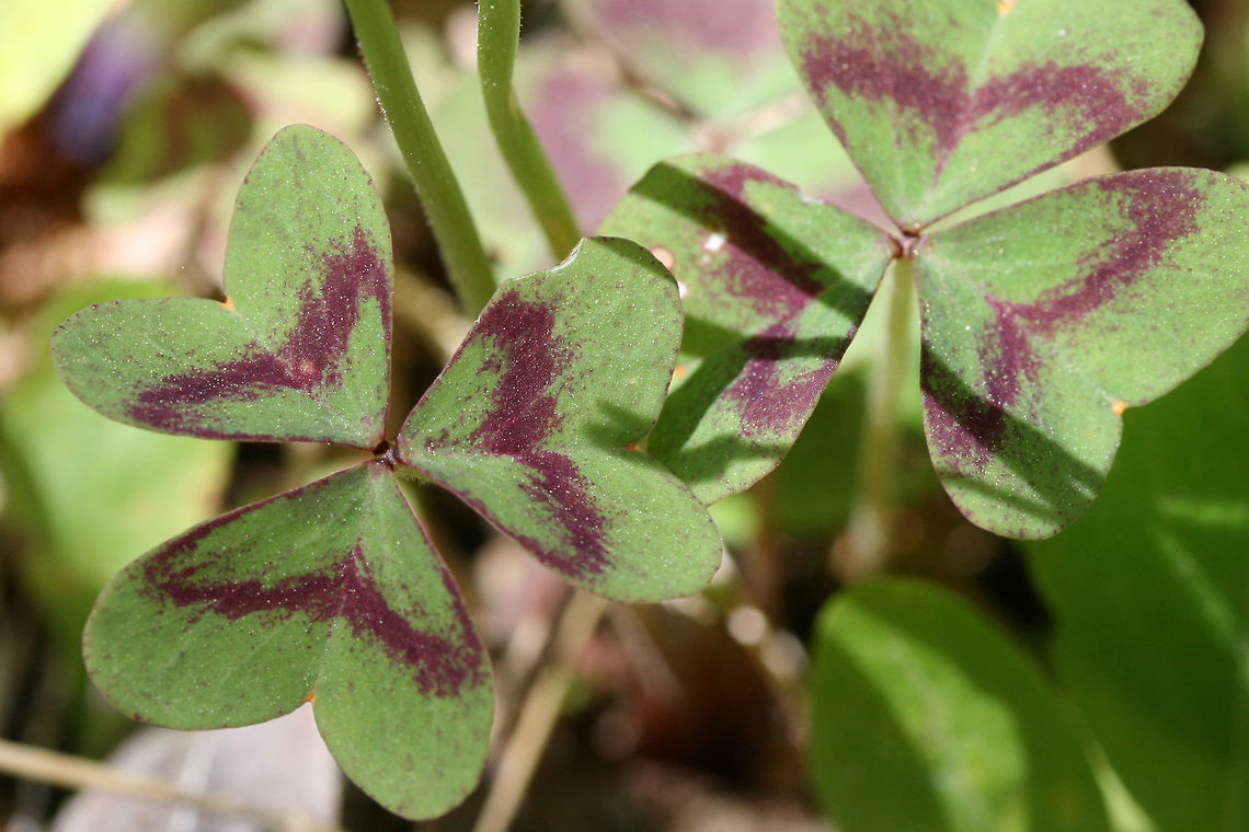 Violet Wood-Sorrel (Oxalis violacea) Growing at the edge of a dense mixed forest.<br />
<figure class="photo"><a href="https://www.jungledragon.com/image/71177/violet_wood-sorrel_oxalis_violacea.html" title="Violet Wood-Sorrel (Oxalis violacea)"><img src="https://s3.amazonaws.com/media.jungledragon.com/images/3231/71177_thumb.jpg?AWSAccessKeyId=05GMT0V3GWVNE7GGM1R2&Expires=1769040010&Signature=48Q3c8h6BQLqIsKnUDt9TIk4sI0%3D" width="200" height="134" alt="Violet Wood-Sorrel (Oxalis violacea) Growing at the edge of a dense mixed forest.<br />
https://www.jungledragon.com/image/71178/violet_wood-sorrel_oxalis_violacea.html<br />
https://www.jungledragon.com/image/71179/violet_wood-sorrel_oxalis_violacea.html Geotagged,Oxalis violacea,Spring,United States,Violet wood-sorrel,flower,flowers,oxalis,plant,plants,wildflower,wood-sorrel" /></a></figure><br />
<figure class="photo"><a href="https://www.jungledragon.com/image/71179/violet_wood-sorrel_oxalis_violacea.html" title="Violet Wood-Sorrel (Oxalis violacea)"><img src="https://s3.amazonaws.com/media.jungledragon.com/images/3231/71179_thumb.JPG?AWSAccessKeyId=05GMT0V3GWVNE7GGM1R2&Expires=1769040010&Signature=OtHAnwTasCjVXi6oi3SRX2Hmg9s%3D" width="102" height="152" alt="Violet Wood-Sorrel (Oxalis violacea) Growing at the edge of a dense mixed forest.<br />
https://www.jungledragon.com/image/71177/violet_wood-sorrel_oxalis_violacea.html<br />
https://www.jungledragon.com/image/71178/violet_wood-sorrel_oxalis_violacea.html Geotagged,Oxalis violacea,Spring,United States,Violet wood-sorrel,flower,flowers,oxalis,plant,plants,wildflower,wood-sorrel" /></a></figure> Geotagged,Oxalis violacea,Spring,United States,Violet wood-sorrel,flower,flowers,oxalis,plant,plants,wildflower,wood-sorrel