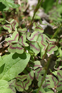 Violet Wood-Sorrel (Oxalis violacea) Growing at the edge of a dense mixed forest.
https://www.jungledragon.com/image/71177/violet_wood-sorrel_oxalis_violacea.html
https://www.jungledragon.com/image/71178/violet_wood-sorrel_oxalis_violacea.html Geotagged,Oxalis violacea,Spring,United States,Violet wood-sorrel,flower,flowers,oxalis,plant,plants,wildflower,wood-sorrel