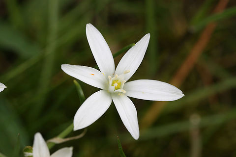 Star-of-Bethlehem (Ornithogalum umbellatum) INTRODUCED. Growing in a moist area of an overgrown backyard habitat.  Geotagged,Grass Lily,Ornithogalum umbellatum,Spring,United States