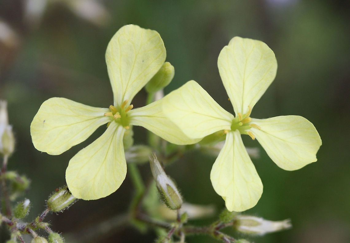 Jointed Charlock (Raphanus raphanistrum) INTRODUCED. Growing in an overgrown backyard habitat. Geotagged,Jointed charlock,Raphanus raphanistrum,Spring,United States