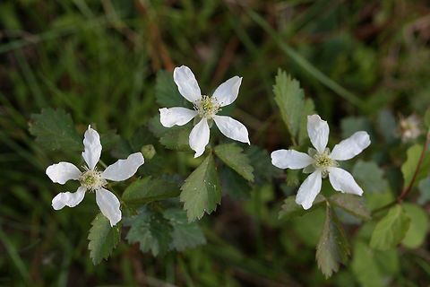 Southern Dewberry (Rubus trivialis) Growing at a moist forest edge. Geotagged,Northern dewberry,Rubus flagellaris,Rubus trivialis,Southern Dewberry,Spring,United States