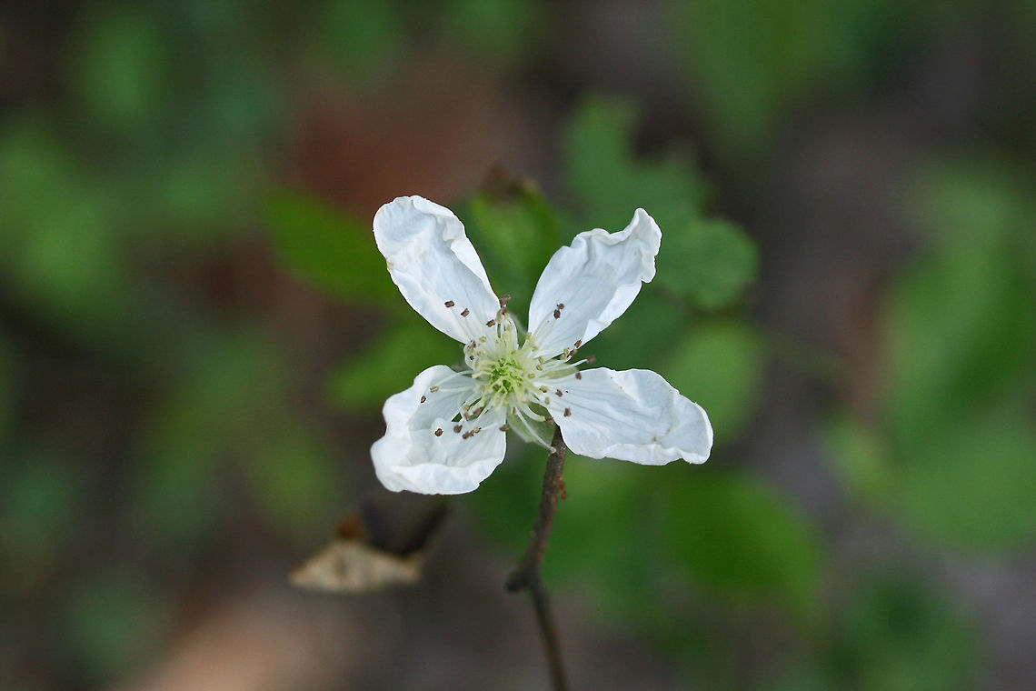 Southern Dewberry (Rubus trivialis) Growing at a moist forest edge. Geotagged,Rubus trivialis,Southern Dewberry,Southern dewberry,Spring,United States
