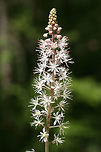 Heartleaf Foamflower (Tiarella cordifolia) Growing by a seasonal stream in a dense mixed forest.<br />
https://www.jungledragon.com/image/71185/heartleaf_foamflower_tiarella_cordifolia.html Geotagged,Heartleaf foamflower,Spring,Tiarella cordifolia,United States