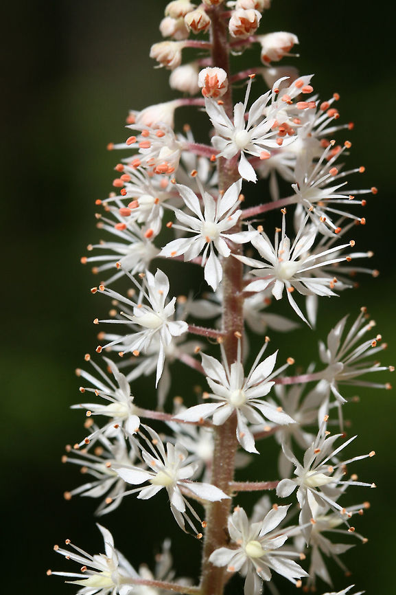 Heartleaf Foamflower (Tiarella cordifolia) Growing by a seasonal stream in a dense mixed forest.<br />
<figure class="photo"><a href="https://www.jungledragon.com/image/71184/heartleaf_foamflower_tiarella_cordifolia.html" title="Heartleaf Foamflower (Tiarella cordifolia)"><img src="https://s3.amazonaws.com/media.jungledragon.com/images/3231/71184_thumb.jpg?AWSAccessKeyId=05GMT0V3GWVNE7GGM1R2&Expires=1767225610&Signature=rvZXBDRyirugkQIugH5MA4Uuz6o%3D" width="102" height="152" alt="Heartleaf Foamflower (Tiarella cordifolia) Growing by a seasonal stream in a dense mixed forest.<br />
https://www.jungledragon.com/image/71185/heartleaf_foamflower_tiarella_cordifolia.html Geotagged,Heartleaf foamflower,Spring,Tiarella cordifolia,United States" /></a></figure> Geotagged,Heartleaf foamflower,Spring,Tiarella cordifolia,United States