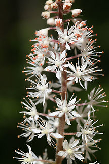 Heartleaf Foamflower (Tiarella cordifolia) Growing by a seasonal stream in a dense mixed forest.
https://www.jungledragon.com/image/71184/heartleaf_foamflower_tiarella_cordifolia.html Geotagged,Heartleaf foamflower,Spring,Tiarella cordifolia,United States