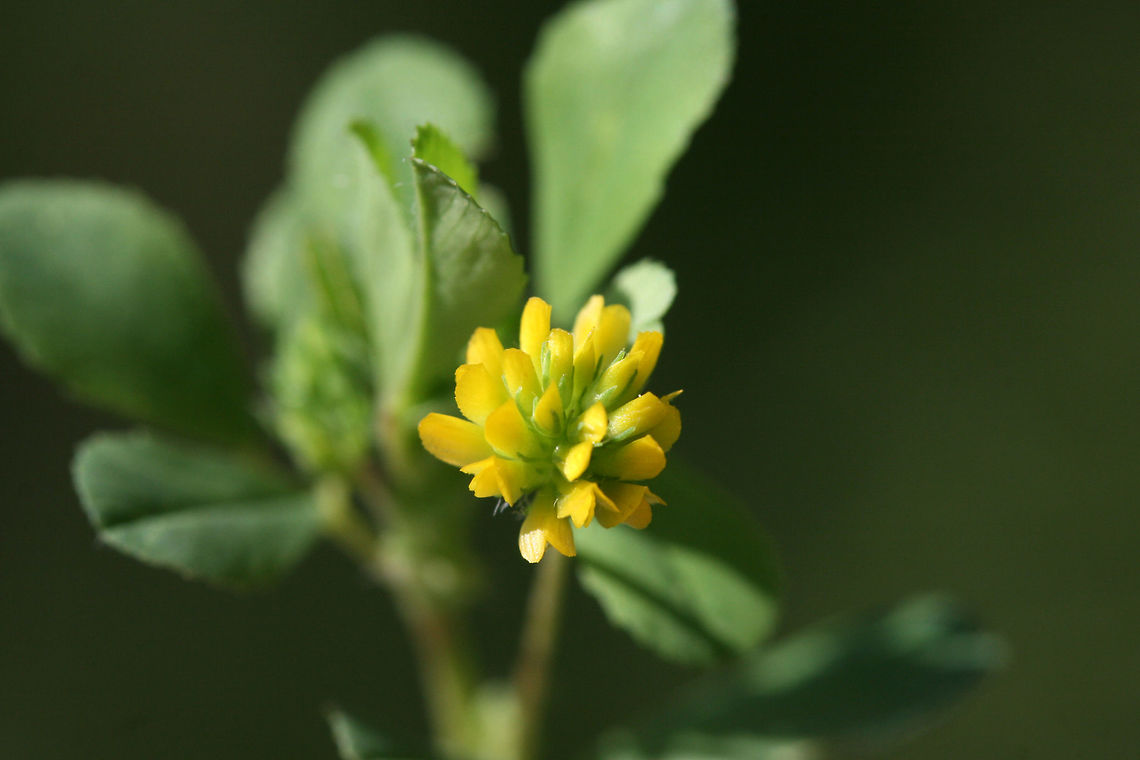 Little Hop Clover (Trifolium dubium) INTRODUCED. Growing in a backyard habitat. Geotagged,Spring,Trifolium dubium,United States