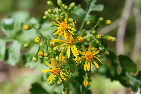 Butterweed (Packera glabella) In an overgrown backyard habitat.
https://www.jungledragon.com/image/71188/butterweed_packera_glabella.html Geotagged,Packera glabella,Spring,United States