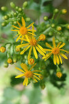 Butterweed (Packera glabella) In an overgrown backyard habitat.<br />
https://www.jungledragon.com/image/71187/butterweed_packera_glabella.html Geotagged,Packera glabella,Spring,United States