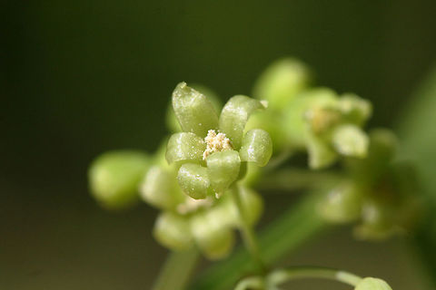 Roundleaf Greenbrier Flowers (Smilax rotundifolia) Thorny vine growing at the edge of a dense mixed forest.
https://www.jungledragon.com/image/71192/roundleaf_greenbrier_smilax_rotundifolia.html
https://www.jungledragon.com/image/71191/roundleaf_greenbrier_smilax_rotundifolia.html Geotagged,Smilax rotundifolia,Spring,United States,brier,briers,flower,flowers,green,green flower,green flowers,greenbrier,greenbriers,smilax,wildflower