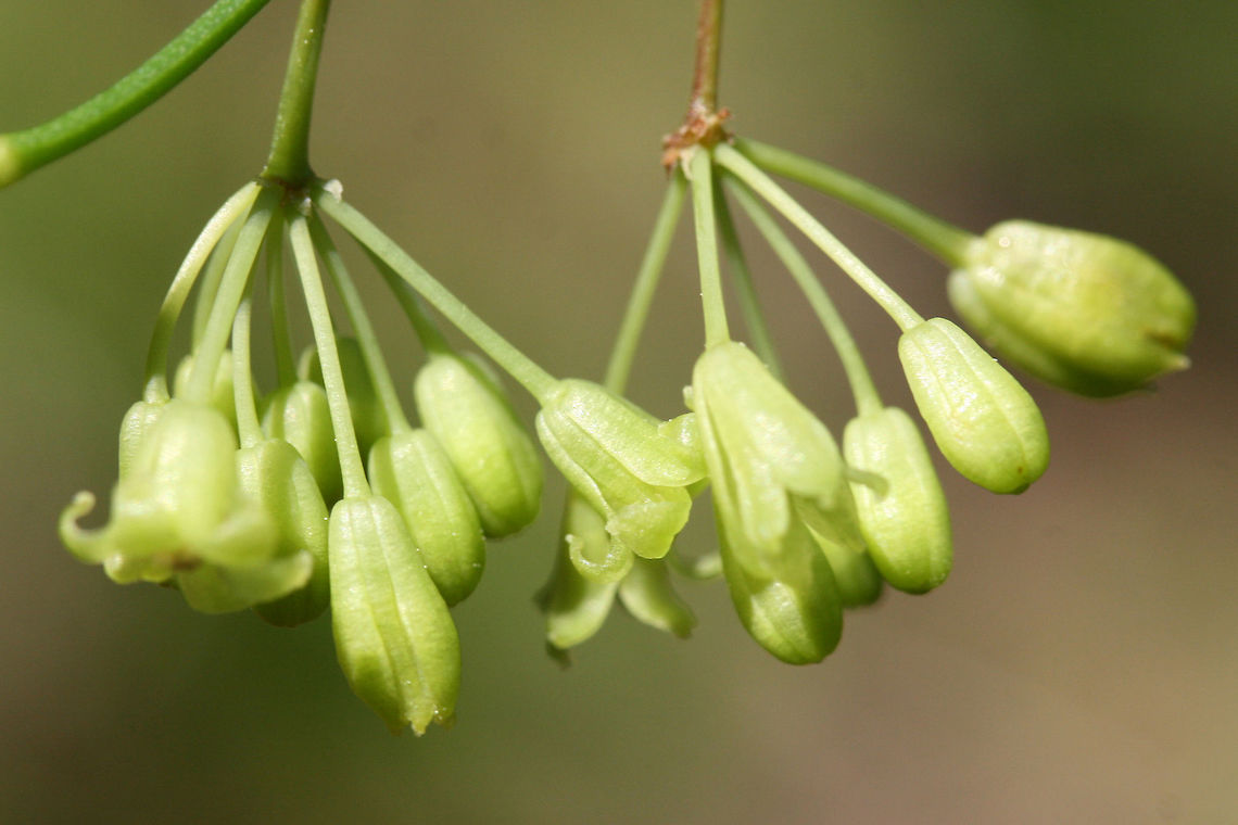 Roundleaf Greenbrier Flowers (Smilax rotundifolia) Thorny vine growing at the edge of a dense mixed forest.<br />
<figure class="photo"><a href="https://www.jungledragon.com/image/71192/roundleaf_greenbrier_flowers_smilax_rotundifolia.html" title="Roundleaf Greenbrier Flowers (Smilax rotundifolia)"><img src="https://s3.amazonaws.com/media.jungledragon.com/images/3231/71192_thumb.jpg?AWSAccessKeyId=05GMT0V3GWVNE7GGM1R2&Expires=1770854410&Signature=NDG4iPLKBw4HiPFv%2B3JmUpDLVaU%3D" width="200" height="134" alt="Roundleaf Greenbrier Flowers (Smilax rotundifolia) Thorny vine growing at the edge of a dense mixed forest.<br />
https://www.jungledragon.com/image/71190/roundleaf_greenbrier_smilax_rotundifolia.html<br />
https://www.jungledragon.com/image/71191/roundleaf_greenbrier_smilax_rotundifolia.html Geotagged,Smilax rotundifolia,Spring,United States,brier,briers,flower,flowers,green,green flower,green flowers,greenbrier,greenbriers,smilax,wildflower" /></a></figure><br />
<figure class="photo"><a href="https://www.jungledragon.com/image/71190/roundleaf_greenbrier_flowers_smilax_rotundifolia.html" title="Roundleaf Greenbrier Flowers (Smilax rotundifolia)"><img src="https://s3.amazonaws.com/media.jungledragon.com/images/3231/71190_thumb.jpg?AWSAccessKeyId=05GMT0V3GWVNE7GGM1R2&Expires=1770854410&Signature=jrySu%2BfT9oR2blzYU6RjF9z9LEI%3D" width="200" height="134" alt="Roundleaf Greenbrier Flowers (Smilax rotundifolia) Thorny vine growing at the edge of a dense mixed forest.<br />
https://www.jungledragon.com/image/71192/roundleaf_greenbrier_smilax_rotundifolia.html<br />
https://www.jungledragon.com/image/71191/roundleaf_greenbrier_smilax_rotundifolia.html Geotagged,Smilax rotundifolia,Spring,United States,brier,briers,flower,flowers,green,green flower,green flowers,greenbrier,greenbriers,smilax,wildflower" /></a></figure> Geotagged,Smilax rotundifolia,Spring,United States,brier,briers,flower,flowers,green,green flower,green flowers,greenbrier,greenbriers,smilax,wildflower