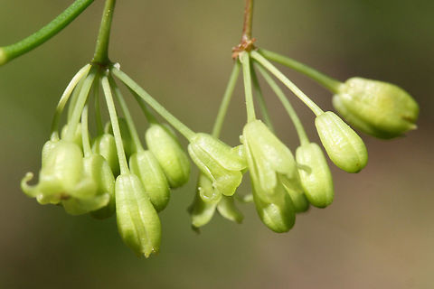 Roundleaf Greenbrier Flowers (Smilax rotundifolia) Thorny vine growing at the edge of a dense mixed forest.
https://www.jungledragon.com/image/71192/roundleaf_greenbrier_smilax_rotundifolia.html
https://www.jungledragon.com/image/71190/roundleaf_greenbrier_smilax_rotundifolia.html Geotagged,Smilax rotundifolia,Spring,United States,brier,briers,flower,flowers,green,green flower,green flowers,greenbrier,greenbriers,smilax,wildflower