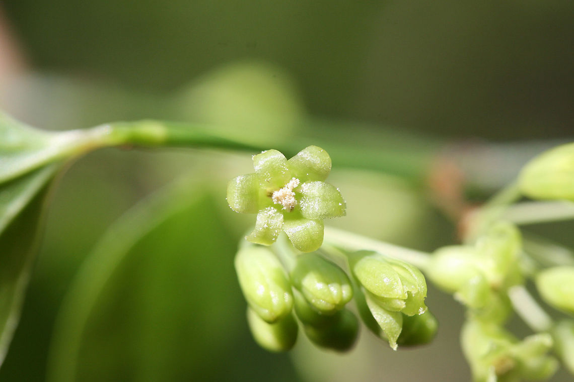Roundleaf Greenbrier Flowers (Smilax rotundifolia) Thorny vine growing at the edge of a dense mixed forest.<br />
<figure class="photo"><a href="https://www.jungledragon.com/image/71190/roundleaf_greenbrier_flowers_smilax_rotundifolia.html" title="Roundleaf Greenbrier Flowers (Smilax rotundifolia)"><img src="https://s3.amazonaws.com/media.jungledragon.com/images/3231/71190_thumb.jpg?AWSAccessKeyId=05GMT0V3GWVNE7GGM1R2&Expires=1767225610&Signature=1ii%2FbadGscHfk%2FT%2Fb7N8ax5I79o%3D" width="200" height="134" alt="Roundleaf Greenbrier Flowers (Smilax rotundifolia) Thorny vine growing at the edge of a dense mixed forest.<br />
https://www.jungledragon.com/image/71192/roundleaf_greenbrier_smilax_rotundifolia.html<br />
https://www.jungledragon.com/image/71191/roundleaf_greenbrier_smilax_rotundifolia.html Geotagged,Smilax rotundifolia,Spring,United States,brier,briers,flower,flowers,green,green flower,green flowers,greenbrier,greenbriers,smilax,wildflower" /></a></figure><br />
<figure class="photo"><a href="https://www.jungledragon.com/image/71191/roundleaf_greenbrier_flowers_smilax_rotundifolia.html" title="Roundleaf Greenbrier Flowers (Smilax rotundifolia)"><img src="https://s3.amazonaws.com/media.jungledragon.com/images/3231/71191_thumb.jpg?AWSAccessKeyId=05GMT0V3GWVNE7GGM1R2&Expires=1767225610&Signature=wSp01TfOTsamV4SlzFblefvOHTA%3D" width="200" height="134" alt="Roundleaf Greenbrier Flowers (Smilax rotundifolia) Thorny vine growing at the edge of a dense mixed forest.<br />
https://www.jungledragon.com/image/71192/roundleaf_greenbrier_smilax_rotundifolia.html<br />
https://www.jungledragon.com/image/71190/roundleaf_greenbrier_smilax_rotundifolia.html Geotagged,Smilax rotundifolia,Spring,United States,brier,briers,flower,flowers,green,green flower,green flowers,greenbrier,greenbriers,smilax,wildflower" /></a></figure> Geotagged,Smilax rotundifolia,Spring,United States,brier,briers,flower,flowers,green,green flower,green flowers,greenbrier,greenbriers,smilax,wildflower