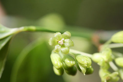 Roundleaf Greenbrier Flowers (Smilax rotundifolia) Thorny vine growing at the edge of a dense mixed forest.
https://www.jungledragon.com/image/71190/roundleaf_greenbrier_smilax_rotundifolia.html
https://www.jungledragon.com/image/71191/roundleaf_greenbrier_smilax_rotundifolia.html Geotagged,Smilax rotundifolia,Spring,United States,brier,briers,flower,flowers,green,green flower,green flowers,greenbrier,greenbriers,smilax,wildflower