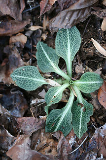 Downy Rattlesnake Plantain (Goodyera pubescens) Growing up through leaf litter near a seasonal stream in a dense mixed forest. Downy rattlesnake plantain,Geotagged,Goodyera pubescens,United States,Winter