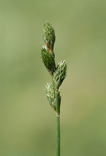 Pointed broom sedge