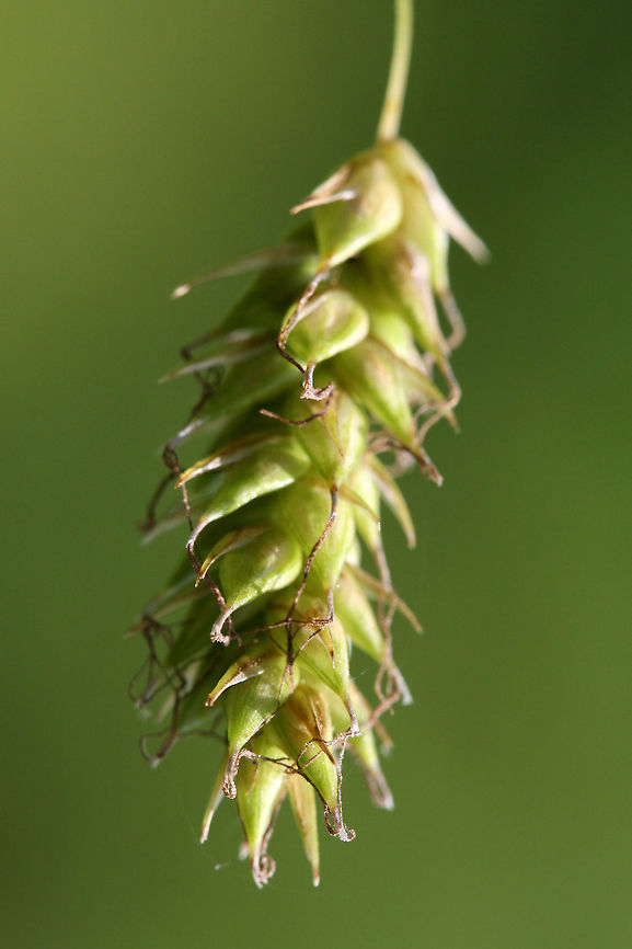 Cherokee Sedge (Carex cherokeensis) Growing in a backyard habitat near a flood plain/drainage ditch.<br />
<figure class="photo"><a href="https://www.jungledragon.com/image/71245/cherokee_sedge_carex_cherokeensis.html" title="Cherokee Sedge (Carex cherokeensis)"><img src="https://s3.amazonaws.com/media.jungledragon.com/images/3231/71245_thumb.JPG?AWSAccessKeyId=05GMT0V3GWVNE7GGM1R2&Expires=1759968010&Signature=HTTFvHK%2BzgAS1Tl7H8W%2B6CIxMJY%3D" width="200" height="134" alt="Cherokee Sedge (Carex cherokeensis) Growing in a backyard habitat near a flood plain/drainage ditch.<br />
https://www.jungledragon.com/image/71244/cherokee_sedge_carex_cherokeensis.html Carex cherokeensis,Geotagged,Spring,United States,cherokeensis" /></a></figure> Carex cherokeensis,Cherokee sedge,Geotagged,Spring,United States,carex,cherokeensis,grass,grasses,sedge