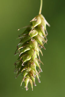 Cherokee Sedge (Carex cherokeensis) Growing in a backyard habitat near a flood plain/drainage ditch.
https://www.jungledragon.com/image/71245/cherokee_sedge_carex_cherokeensis.html Carex cherokeensis,Cherokee sedge,Geotagged,Spring,United States,carex,cherokeensis,grass,grasses,sedge
