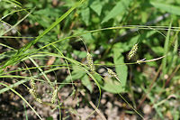 Cherokee Sedge (Carex cherokeensis) Growing in a backyard habitat near a flood plain/drainage ditch.<br />
https://www.jungledragon.com/image/71244/cherokee_sedge_carex_cherokeensis.html Carex cherokeensis,Geotagged,Spring,United States,cherokeensis