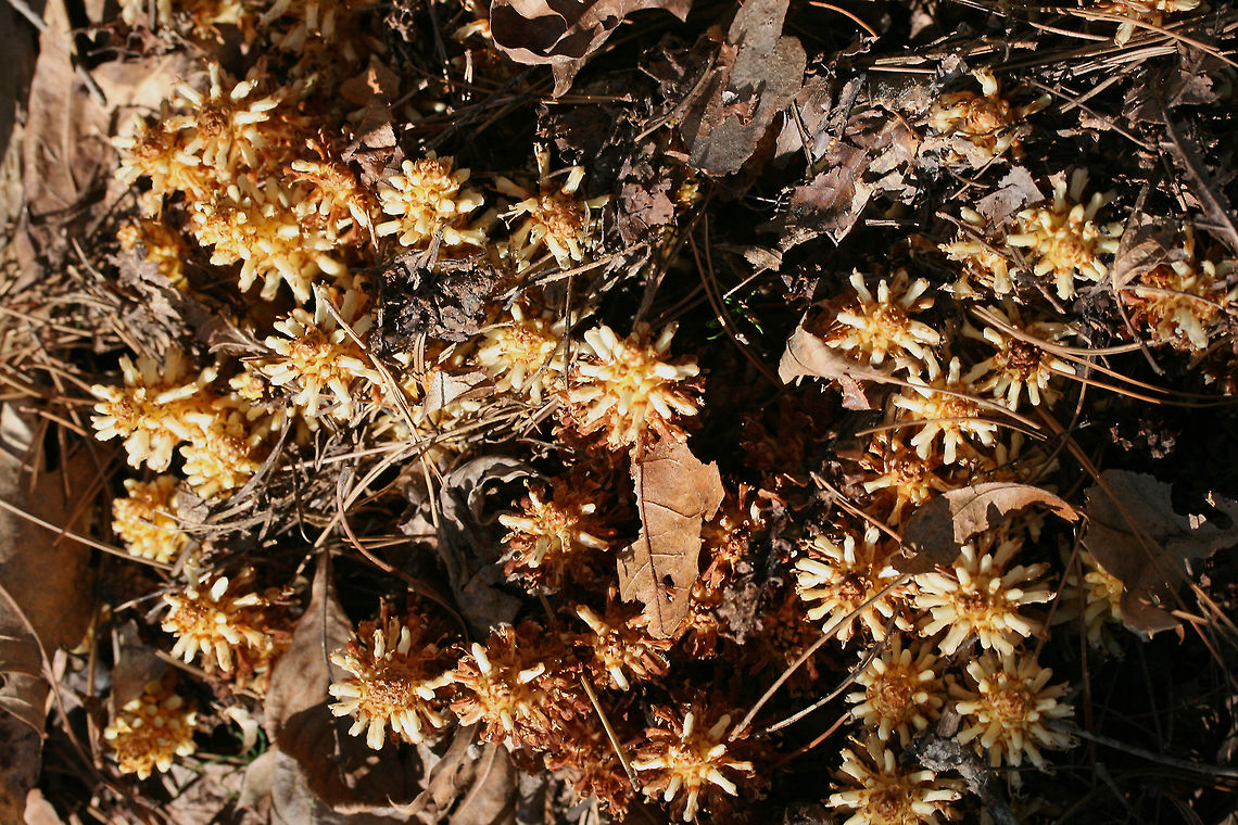 American Cancer-Root aka Bear Corn (Conopholis americana) Gigantic patch growing in a shaded valley under pines and oaks in a dense mixed hardwood/coniferous forest in NW Georgia (Gordon County), US. April 10, 2018.<br />
<br />
Conopholis americana is a parasitic, non-photosynthetic plant in the Broomrape (Orobanchaceae) Family which depends on the roots of oak and beech trees for its nourishment.<br />
<br />
It is also a vital early spring foodstuff for bear populations and is thought to make up about 16% of the diet of bears within the Smoky and Shenandoah Mountain Regions. It comes in second place (behind acorns) as an energy source for bears.<br />
<figure class="photo"><a href="https://www.jungledragon.com/image/58939/american_cancer-root_aka_bear_corn_conopholis_americana.html" title="American Cancer-Root aka Bear Corn (Conopholis americana)"><img src="https://s3.amazonaws.com/media.jungledragon.com/images/3231/58939_thumb.JPG?AWSAccessKeyId=05GMT0V3GWVNE7GGM1R2&Expires=1759968010&Signature=vFpsxKslLrBGWFZqI29BxO8uYdQ%3D" width="200" height="134" alt="American Cancer-Root aka Bear Corn (Conopholis americana) Gigantic patch growing in a shaded valley under pines and oaks in a dense mixed hardwood/coniferous forest in NW Georgia (Gordon County), US. April 10, 2018.<br />
<br />
Conopholis americana is a parasitic, non-photosynthetic plant in the Broomrape (Orobanchaceae) Family which depends on the roots of oak and beech trees for its nourishment.<br />
https://www.jungledragon.com/image/58941/american_cancer-root_aka_bear_corn_conopholis_americana.html<br />
It is also a vital early spring foodstuff for bear populations and is thought to make up about 16% of the diet of bears within the Smoky and Shenandoah Mountain Regions. It comes in second place (behind acorns) as an energy source for bears.<br />
<br />
https://www.jungledragon.com/image/58942/american_cancer-root_aka_bear_corn_conopholis_americana.html<br />
https://www.jungledragon.com/image/71247/american_cancer-root_aka_bear_corn_conopholis_americana.html<br />
https://www.jungledragon.com/image/71248/american_cancer-root_aka_bear_corn_conopholis_americana.html American cancer-root,Conopholis americana,Geotagged,Spring,United States,bear corn,orobanchaceae" /></a></figure><br />
<figure class="photo"><a href="https://www.jungledragon.com/image/58941/american_cancer-root_aka_bear_corn_conopholis_americana.html" title="American Cancer-Root aka Bear Corn (Conopholis americana)"><img src="https://s3.amazonaws.com/media.jungledragon.com/images/3231/58941_thumb.JPG?AWSAccessKeyId=05GMT0V3GWVNE7GGM1R2&Expires=1759968010&Signature=YdAjt2TNxlSMAXaSWBRKDKk6XDk%3D" width="200" height="134" alt="American Cancer-Root aka Bear Corn (Conopholis americana) Gigantic patch growing in a shaded valley under pines and oaks in a dense mixed hardwood/coniferous forest in NW Georgia (Gordon County), US. April 10, 2018.<br />
<br />
Conopholis americana is a parasitic, non-photosynthetic plant in the Broomrape (Orobanchaceae) Family which depends on the roots of oak and beech trees for its nourishment.<br />
<br />
It is also a vital early spring foodstuff for bear populations and is thought to make up about 16% of the diet of bears within the Smoky and Shenandoah Mountain Regions. It comes in second place (behind acorns) as an energy source for bears.<br />
https://www.jungledragon.com/image/58939/american_cancer-root_aka_bear_corn_conopholis_americana.html<br />
https://www.jungledragon.com/image/58942/american_cancer-root_aka_bear_corn_conopholis_americana.html<br />
https://www.jungledragon.com/image/71247/american_cancer-root_aka_bear_corn_conopholis_americana.html<br />
https://www.jungledragon.com/image/71248/american_cancer-root_aka_bear_corn_conopholis_americana.html Conopholis americana,Geotagged,Spring,United States" /></a></figure><br />
<figure class="photo"><a href="https://www.jungledragon.com/image/58942/american_cancer-root_aka_bear_corn_conopholis_americana.html" title="American Cancer-Root aka Bear Corn (Conopholis americana)"><img src="https://s3.amazonaws.com/media.jungledragon.com/images/3231/58942_thumb.JPG?AWSAccessKeyId=05GMT0V3GWVNE7GGM1R2&Expires=1759968010&Signature=ghJtMKQzDivKF07VHDWZoeZvxuw%3D" width="102" height="152" alt="American Cancer-Root aka Bear Corn (Conopholis americana) Gigantic patch growing in a shaded valley under pines and oaks in a dense mixed hardwood/coniferous forest in NW Georgia (Gordon County), US. April 10, 2018.<br />
<br />
Conopholis americana is a parasitic, non-photosynthetic plant in the Broomrape (Orobanchaceae) Family which depends on the roots of oak and beech trees for its nourishment.<br />
<br />
It is also a vital early spring foodstuff for bear populations and is thought to make up about 16% of the diet of bears within the Smoky and Shenandoah Mountain Regions. It comes in second place (behind acorns) as an energy source for bears.<br />
https://www.jungledragon.com/image/58941/american_cancer-root_aka_bear_corn_conopholis_americana.html<br />
https://www.jungledragon.com/image/58939/american_cancer-root_aka_bear_corn_conopholis_americana.html<br />
https://www.jungledragon.com/image/71247/american_cancer-root_aka_bear_corn_conopholis_americana.html<br />
https://www.jungledragon.com/image/71248/american_cancer-root_aka_bear_corn_conopholis_americana.html American Cancer-root,Bear corn,Conopholis americana,Geotagged,Spring,United States,orobanchaceae" /></a></figure><br />
<figure class="photo"><a href="https://www.jungledragon.com/image/71248/american_cancer-root_aka_bear_corn_conopholis_americana.html" title="American Cancer-Root aka Bear Corn (Conopholis americana)"><img src="https://s3.amazonaws.com/media.jungledragon.com/images/3231/71248_thumb.JPG?AWSAccessKeyId=05GMT0V3GWVNE7GGM1R2&Expires=1759968010&Signature=3nZ%2F3IX%2FZTGTa7kwVDCm25NOCXU%3D" width="200" height="134" alt="American Cancer-Root aka Bear Corn (Conopholis americana) Gigantic patch growing in a shaded valley under pines and oaks in a dense mixed hardwood/coniferous forest in NW Georgia (Gordon County), US. April 10, 2018.<br />
<br />
Conopholis americana is a parasitic, non-photosynthetic plant in the Broomrape (Orobanchaceae) Family which depends on the roots of oak and beech trees for its nourishment.<br />
<br />
It is also a vital early spring foodstuff for bear populations and is thought to make up about 16% of the diet of bears within the Smoky and Shenandoah Mountain Regions. It comes in second place (behind acorns) as an energy source for bears.<br />
https://www.jungledragon.com/image/58939/american_cancer-root_aka_bear_corn_conopholis_americana.html<br />
https://www.jungledragon.com/image/58941/american_cancer-root_aka_bear_corn_conopholis_americana.html<br />
https://www.jungledragon.com/image/58942/american_cancer-root_aka_bear_corn_conopholis_americana.html<br />
https://www.jungledragon.com/image/71247/american_cancer-root_aka_bear_corn_conopholis_americana.html American cancer-root,Conopholis americana,Geotagged,Spring,United States" /></a></figure> American cancer-root,Conopholis americana,Geotagged,Spring,United States