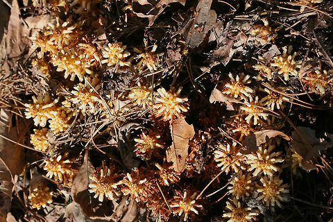 American Cancer-Root aka Bear Corn (Conopholis americana) Gigantic patch growing in a shaded valley under pines and oaks in a dense mixed hardwood/coniferous forest in NW Georgia (Gordon County), US. April 10, 2018.

Conopholis americana is a parasitic, non-photosynthetic plant in the Broomrape (Orobanchaceae) Family which depends on the roots of oak and beech trees for its nourishment.

It is also a vital early spring foodstuff for bear populations and is thought to make up about 16% of the diet of bears within the Smoky and Shenandoah Mountain Regions. It comes in second place (behind acorns) as an energy source for bears.
https://www.jungledragon.com/image/58939/american_cancer-root_aka_bear_corn_conopholis_americana.html
https://www.jungledragon.com/image/58941/american_cancer-root_aka_bear_corn_conopholis_americana.html
https://www.jungledragon.com/image/58942/american_cancer-root_aka_bear_corn_conopholis_americana.html
https://www.jungledragon.com/image/71248/american_cancer-root_aka_bear_corn_conopholis_americana.html American cancer-root,Conopholis americana,Geotagged,Spring,United States