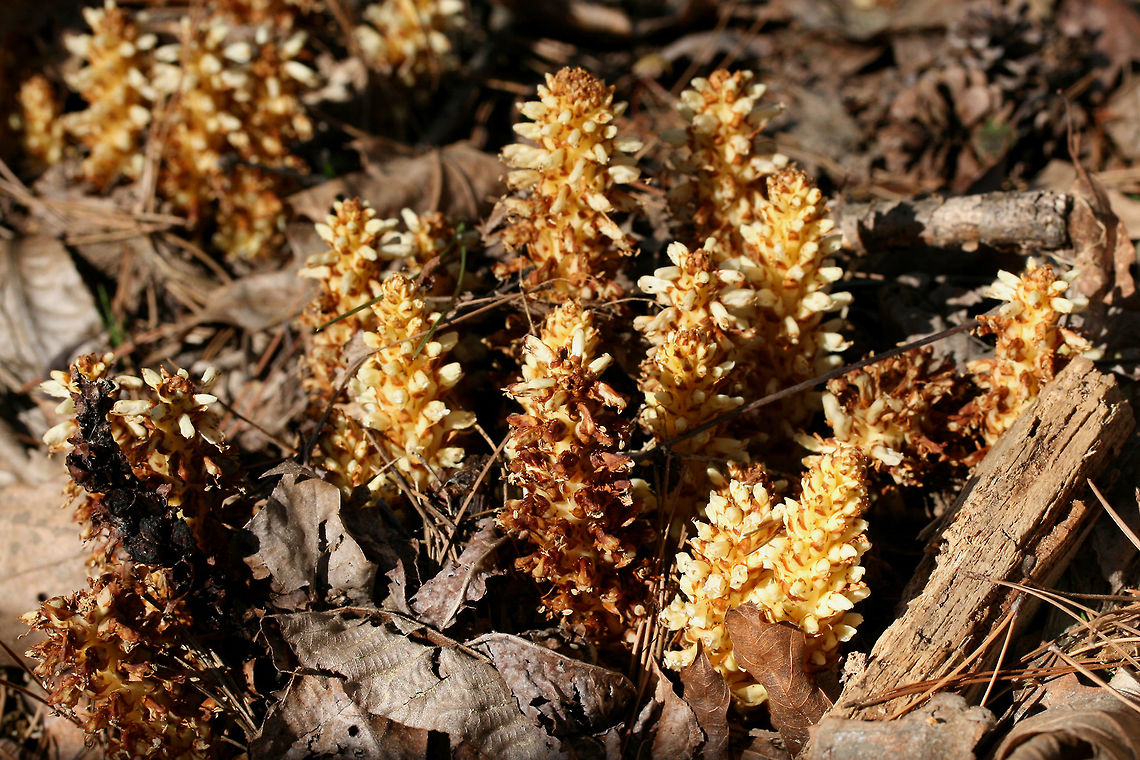 American Cancer-Root aka Bear Corn (Conopholis americana) Gigantic patch growing in a shaded valley under pines and oaks in a dense mixed hardwood/coniferous forest in NW Georgia (Gordon County), US. April 10, 2018.<br />
<br />
Conopholis americana is a parasitic, non-photosynthetic plant in the Broomrape (Orobanchaceae) Family which depends on the roots of oak and beech trees for its nourishment.<br />
<br />
It is also a vital early spring foodstuff for bear populations and is thought to make up about 16% of the diet of bears within the Smoky and Shenandoah Mountain Regions. It comes in second place (behind acorns) as an energy source for bears.<br />
<figure class="photo"><a href="https://www.jungledragon.com/image/58939/american_cancer-root_aka_bear_corn_conopholis_americana.html" title="American Cancer-Root aka Bear Corn (Conopholis americana)"><img src="https://s3.amazonaws.com/media.jungledragon.com/images/3231/58939_thumb.JPG?AWSAccessKeyId=05GMT0V3GWVNE7GGM1R2&Expires=1759968010&Signature=vFpsxKslLrBGWFZqI29BxO8uYdQ%3D" width="200" height="134" alt="American Cancer-Root aka Bear Corn (Conopholis americana) Gigantic patch growing in a shaded valley under pines and oaks in a dense mixed hardwood/coniferous forest in NW Georgia (Gordon County), US. April 10, 2018.<br />
<br />
Conopholis americana is a parasitic, non-photosynthetic plant in the Broomrape (Orobanchaceae) Family which depends on the roots of oak and beech trees for its nourishment.<br />
https://www.jungledragon.com/image/58941/american_cancer-root_aka_bear_corn_conopholis_americana.html<br />
It is also a vital early spring foodstuff for bear populations and is thought to make up about 16% of the diet of bears within the Smoky and Shenandoah Mountain Regions. It comes in second place (behind acorns) as an energy source for bears.<br />
<br />
https://www.jungledragon.com/image/58942/american_cancer-root_aka_bear_corn_conopholis_americana.html<br />
https://www.jungledragon.com/image/71247/american_cancer-root_aka_bear_corn_conopholis_americana.html<br />
https://www.jungledragon.com/image/71248/american_cancer-root_aka_bear_corn_conopholis_americana.html American cancer-root,Conopholis americana,Geotagged,Spring,United States,bear corn,orobanchaceae" /></a></figure><br />
<figure class="photo"><a href="https://www.jungledragon.com/image/58941/american_cancer-root_aka_bear_corn_conopholis_americana.html" title="American Cancer-Root aka Bear Corn (Conopholis americana)"><img src="https://s3.amazonaws.com/media.jungledragon.com/images/3231/58941_thumb.JPG?AWSAccessKeyId=05GMT0V3GWVNE7GGM1R2&Expires=1759968010&Signature=YdAjt2TNxlSMAXaSWBRKDKk6XDk%3D" width="200" height="134" alt="American Cancer-Root aka Bear Corn (Conopholis americana) Gigantic patch growing in a shaded valley under pines and oaks in a dense mixed hardwood/coniferous forest in NW Georgia (Gordon County), US. April 10, 2018.<br />
<br />
Conopholis americana is a parasitic, non-photosynthetic plant in the Broomrape (Orobanchaceae) Family which depends on the roots of oak and beech trees for its nourishment.<br />
<br />
It is also a vital early spring foodstuff for bear populations and is thought to make up about 16% of the diet of bears within the Smoky and Shenandoah Mountain Regions. It comes in second place (behind acorns) as an energy source for bears.<br />
https://www.jungledragon.com/image/58939/american_cancer-root_aka_bear_corn_conopholis_americana.html<br />
https://www.jungledragon.com/image/58942/american_cancer-root_aka_bear_corn_conopholis_americana.html<br />
https://www.jungledragon.com/image/71247/american_cancer-root_aka_bear_corn_conopholis_americana.html<br />
https://www.jungledragon.com/image/71248/american_cancer-root_aka_bear_corn_conopholis_americana.html Conopholis americana,Geotagged,Spring,United States" /></a></figure><br />
<figure class="photo"><a href="https://www.jungledragon.com/image/58942/american_cancer-root_aka_bear_corn_conopholis_americana.html" title="American Cancer-Root aka Bear Corn (Conopholis americana)"><img src="https://s3.amazonaws.com/media.jungledragon.com/images/3231/58942_thumb.JPG?AWSAccessKeyId=05GMT0V3GWVNE7GGM1R2&Expires=1759968010&Signature=ghJtMKQzDivKF07VHDWZoeZvxuw%3D" width="102" height="152" alt="American Cancer-Root aka Bear Corn (Conopholis americana) Gigantic patch growing in a shaded valley under pines and oaks in a dense mixed hardwood/coniferous forest in NW Georgia (Gordon County), US. April 10, 2018.<br />
<br />
Conopholis americana is a parasitic, non-photosynthetic plant in the Broomrape (Orobanchaceae) Family which depends on the roots of oak and beech trees for its nourishment.<br />
<br />
It is also a vital early spring foodstuff for bear populations and is thought to make up about 16% of the diet of bears within the Smoky and Shenandoah Mountain Regions. It comes in second place (behind acorns) as an energy source for bears.<br />
https://www.jungledragon.com/image/58941/american_cancer-root_aka_bear_corn_conopholis_americana.html<br />
https://www.jungledragon.com/image/58939/american_cancer-root_aka_bear_corn_conopholis_americana.html<br />
https://www.jungledragon.com/image/71247/american_cancer-root_aka_bear_corn_conopholis_americana.html<br />
https://www.jungledragon.com/image/71248/american_cancer-root_aka_bear_corn_conopholis_americana.html American Cancer-root,Bear corn,Conopholis americana,Geotagged,Spring,United States,orobanchaceae" /></a></figure><br />
<figure class="photo"><a href="https://www.jungledragon.com/image/71247/american_cancer-root_aka_bear_corn_conopholis_americana.html" title="American Cancer-Root aka Bear Corn (Conopholis americana)"><img src="https://s3.amazonaws.com/media.jungledragon.com/images/3231/71247_thumb.JPG?AWSAccessKeyId=05GMT0V3GWVNE7GGM1R2&Expires=1759968010&Signature=R0TO4Bvqot3V%2BlEoHxp0gAd9YcI%3D" width="200" height="134" alt="American Cancer-Root aka Bear Corn (Conopholis americana) Gigantic patch growing in a shaded valley under pines and oaks in a dense mixed hardwood/coniferous forest in NW Georgia (Gordon County), US. April 10, 2018.<br />
<br />
Conopholis americana is a parasitic, non-photosynthetic plant in the Broomrape (Orobanchaceae) Family which depends on the roots of oak and beech trees for its nourishment.<br />
<br />
It is also a vital early spring foodstuff for bear populations and is thought to make up about 16% of the diet of bears within the Smoky and Shenandoah Mountain Regions. It comes in second place (behind acorns) as an energy source for bears.<br />
https://www.jungledragon.com/image/58939/american_cancer-root_aka_bear_corn_conopholis_americana.html<br />
https://www.jungledragon.com/image/58941/american_cancer-root_aka_bear_corn_conopholis_americana.html<br />
https://www.jungledragon.com/image/58942/american_cancer-root_aka_bear_corn_conopholis_americana.html<br />
https://www.jungledragon.com/image/71248/american_cancer-root_aka_bear_corn_conopholis_americana.html American cancer-root,Conopholis americana,Geotagged,Spring,United States" /></a></figure> American cancer-root,Conopholis americana,Geotagged,Spring,United States