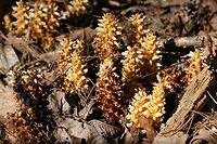 American Cancer-Root aka Bear Corn (Conopholis americana) Gigantic patch growing in a shaded valley under pines and oaks in a dense mixed hardwood/coniferous forest in NW Georgia (Gordon County), US. April 10, 2018.<br />
<br />
Conopholis americana is a parasitic, non-photosynthetic plant in the Broomrape (Orobanchaceae) Family which depends on the roots of oak and beech trees for its nourishment.<br />
<br />
It is also a vital early spring foodstuff for bear populations and is thought to make up about 16% of the diet of bears within the Smoky and Shenandoah Mountain Regions. It comes in second place (behind acorns) as an energy source for bears.<br />
https://www.jungledragon.com/image/58939/american_cancer-root_aka_bear_corn_conopholis_americana.html<br />
https://www.jungledragon.com/image/58941/american_cancer-root_aka_bear_corn_conopholis_americana.html<br />
https://www.jungledragon.com/image/58942/american_cancer-root_aka_bear_corn_conopholis_americana.html<br />
https://www.jungledragon.com/image/71247/american_cancer-root_aka_bear_corn_conopholis_americana.html American cancer-root,Conopholis americana,Geotagged,Spring,United States
