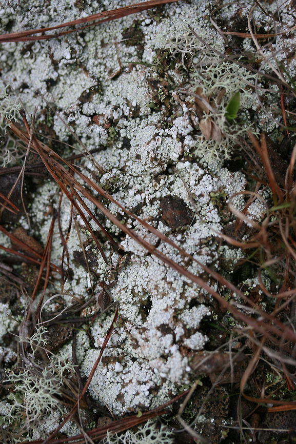 Pink Earth Lichen (Dibaeis baeomyces) Growing on an exposed hilltop by a pond at the edge of a pine forest. <br />
<figure class="photo"><a href="https://www.jungledragon.com/image/71250/pink_earth_lichen_dibaeis_baeomyces.html" title="Pink Earth Lichen (Dibaeis baeomyces)"><img src="https://s3.amazonaws.com/media.jungledragon.com/images/3231/71250_thumb.JPG?AWSAccessKeyId=05GMT0V3GWVNE7GGM1R2&Expires=1759968010&Signature=T31h9VNDl7VcfVqtAYHGal1twkM%3D" width="200" height="200" alt="Pink Earth Lichen (Dibaeis baeomyces) Growing on an exposed hilltop by a pond at the edge of a pine forest.<br />
https://www.jungledragon.com/image/71249/pink_earth_lichen_dibaeis_baeomyces.html Dibaeis baeomyces,Geotagged,Spring,United States" /></a></figure> Dibaeis baeomyces,Geotagged,Spring,United States