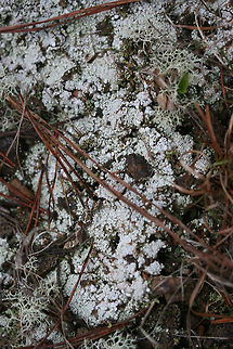 Pink Earth Lichen (Dibaeis baeomyces) Growing on an exposed hilltop by a pond at the edge of a pine forest. 
https://www.jungledragon.com/image/71250/pink_earth_lichen_dibaeis_baeomyces.html Dibaeis baeomyces,Geotagged,Spring,United States