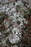 Pink Earth Lichen (Dibaeis baeomyces) Growing on an exposed hilltop by a pond at the edge of a pine forest. <br />
https://www.jungledragon.com/image/71250/pink_earth_lichen_dibaeis_baeomyces.html Dibaeis baeomyces,Geotagged,Spring,United States