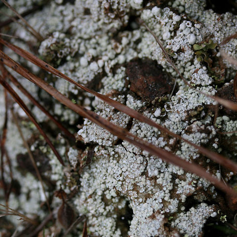 Pink Earth Lichen (Dibaeis baeomyces) Growing on an exposed hilltop by a pond at the edge of a pine forest.
https://www.jungledragon.com/image/71249/pink_earth_lichen_dibaeis_baeomyces.html Dibaeis baeomyces,Geotagged,Spring,United States