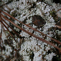 Pink Earth Lichen (Dibaeis baeomyces) Growing on an exposed hilltop by a pond at the edge of a pine forest.<br />
https://www.jungledragon.com/image/71249/pink_earth_lichen_dibaeis_baeomyces.html Dibaeis baeomyces,Geotagged,Spring,United States