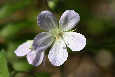 Wild Geranium (Geranium maculatum) Growing by a seasonal stream at the edge dense mixed hardwood/coniferous forest in NW Georgia (Gordon County), US. April 3, 2018.
https://www.jungledragon.com/image/71252/wild_geranium_geranium_maculatum.html Geotagged,Geranium maculatum,Spotted Geranium,Spring,United States