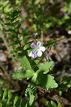 Wild Geranium (Geranium maculatum) Growing by a seasonal stream at the edge dense mixed hardwood/coniferous forest in NW Georgia (Gordon County), US. April 3, 2018.<br />
https://www.jungledragon.com/image/71251/wild_geranium_geranium_maculatum.html Geotagged,Geranium maculatum,Spotted Geranium,Spring,United States