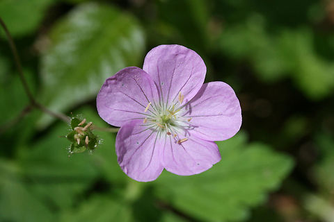Wild Geranium (Geranium maculatum) Growing on a dirt trail at the edge of a dense mixed forest.
https://www.jungledragon.com/image/71254/wild_geranium_geranium_maculatum.html Geotagged,Geranium maculatum,Spotted Geranium,Spring,United States