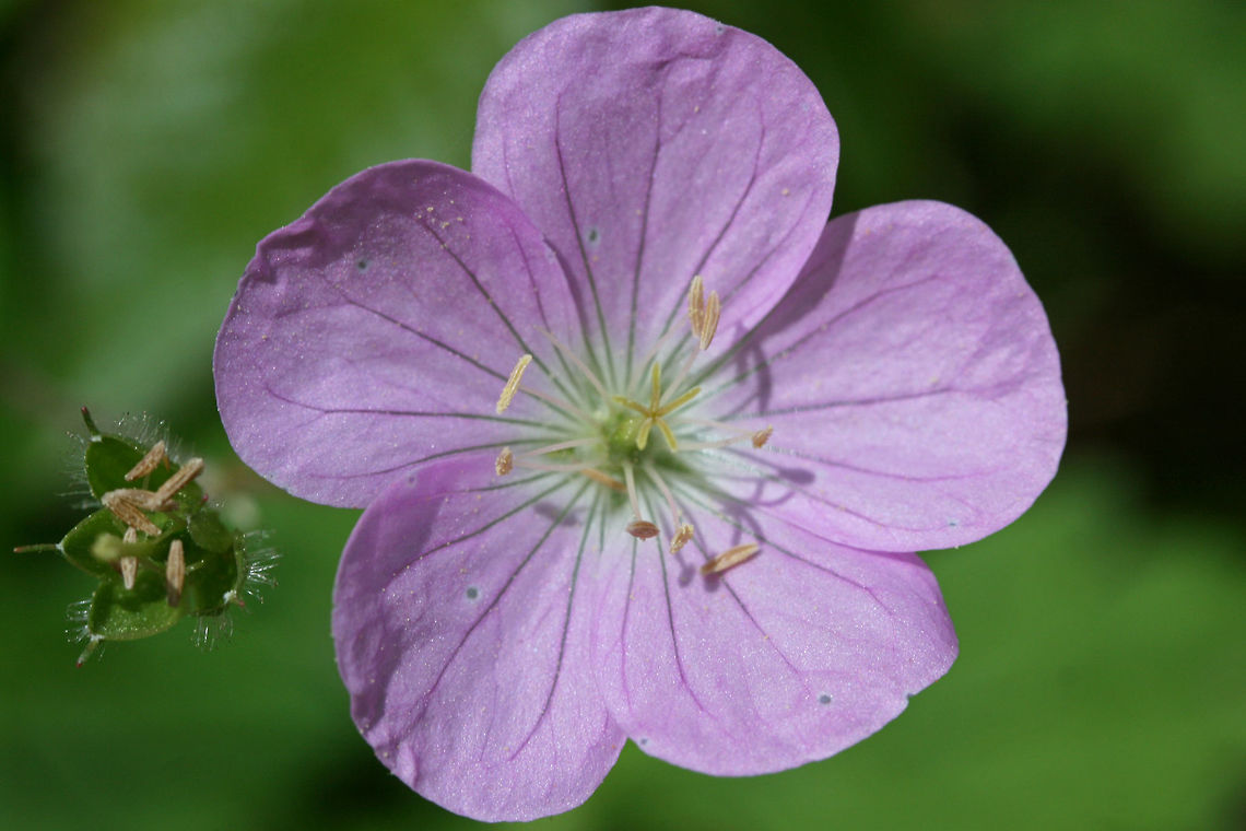 Wild Geranium (Geranium maculatum) Growing on a dirt trail at the edge of a dense mixed forest.<br />
<figure class="photo"><a href="https://www.jungledragon.com/image/71253/wild_geranium_geranium_maculatum.html" title="Wild Geranium (Geranium maculatum)"><img src="https://s3.amazonaws.com/media.jungledragon.com/images/3231/71253_thumb.JPG?AWSAccessKeyId=05GMT0V3GWVNE7GGM1R2&Expires=1769040010&Signature=35JUWVJr96dL19kKmUNxuXCdt%2BE%3D" width="200" height="134" alt="Wild Geranium (Geranium maculatum) Growing on a dirt trail at the edge of a dense mixed forest.<br />
https://www.jungledragon.com/image/71254/wild_geranium_geranium_maculatum.html Geotagged,Geranium maculatum,Spotted Geranium,Spring,United States" /></a></figure> Geotagged,Geranium maculatum,Spotted Geranium,Spring,United States