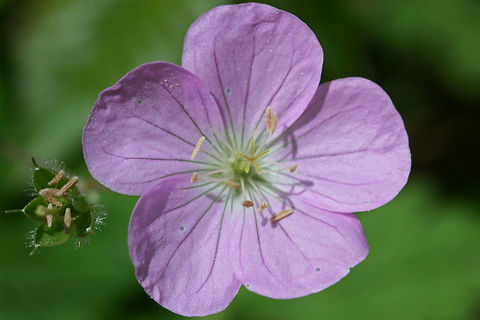 Wild Geranium (Geranium maculatum) Growing on a dirt trail at the edge of a dense mixed forest.
https://www.jungledragon.com/image/71253/wild_geranium_geranium_maculatum.html Geotagged,Geranium maculatum,Spotted Geranium,Spring,United States