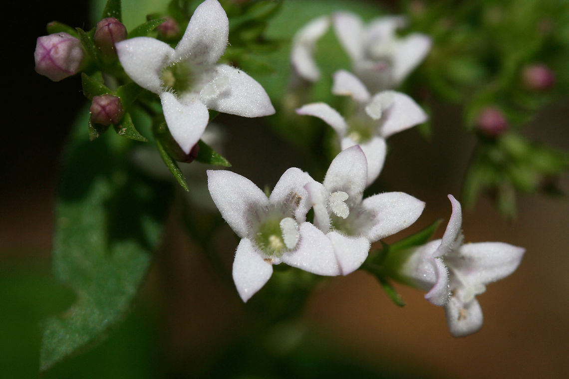 Summer Bluets (Houstonia purpurea) In a dense mixed hardwood/coniferous forest in NW Georgia (Gordon County), US.<br />
 Geotagged,Houstonia purpurea,Spring,United States