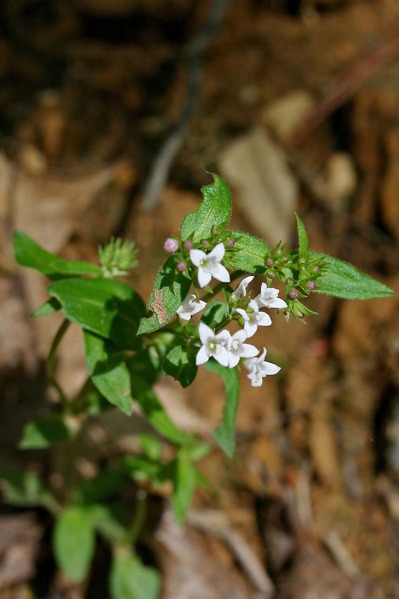 Summer Bluets (Houstonia purpurea) On a hilly roadside near a dense mixed hardwood/coniferous forest in NW Georgia (Gordon County), US<br />
 Geotagged,Houstonia purpurea,Spring,United States
