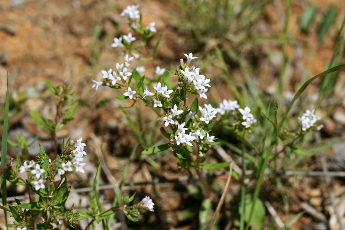 Summer Bluets (Houstonia purpurea) On a hilly roadside near a dense mixed hardwood/coniferous forest in NW Georgia (Gordon County), US<br />
 Geotagged,Houstonia purpurea,Spring,United States