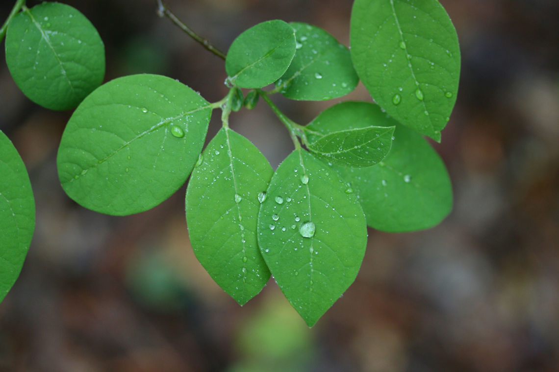 Spicebush (Lindera benzoin) Fresh leaves on a shrub growing by a seasonal stream in a dense mixed forest.<br />
<br />
Lindera benzoin is the host plant for several Lepidoptera: The Spice Bush Swallowtail (Papilio troilus), the Promethea Moth (Callosamia promethea), and the Tulip Tree Beauty (Epimecis hortaria).<br />
<br />
It is easily recognizable by its red fruits in late summer/fall. It can easily be identified (in any season), by the lemony, camphorous odor its leaves and young branches exude. All parts are forageable. Leaves and twigs can be made into teas whilst the fruit can be dried and ground into a spice (thus the common name). Common spicebush,Geotagged,Lindera benzoin,Spring,United States