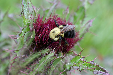 Bombus sp. on Cirsium horridulum This adorable bee was wallowing in a Cirsium horridulum flower ! So adorable! Cirsium horridulum,Geotagged,Spring,United States,horridulum